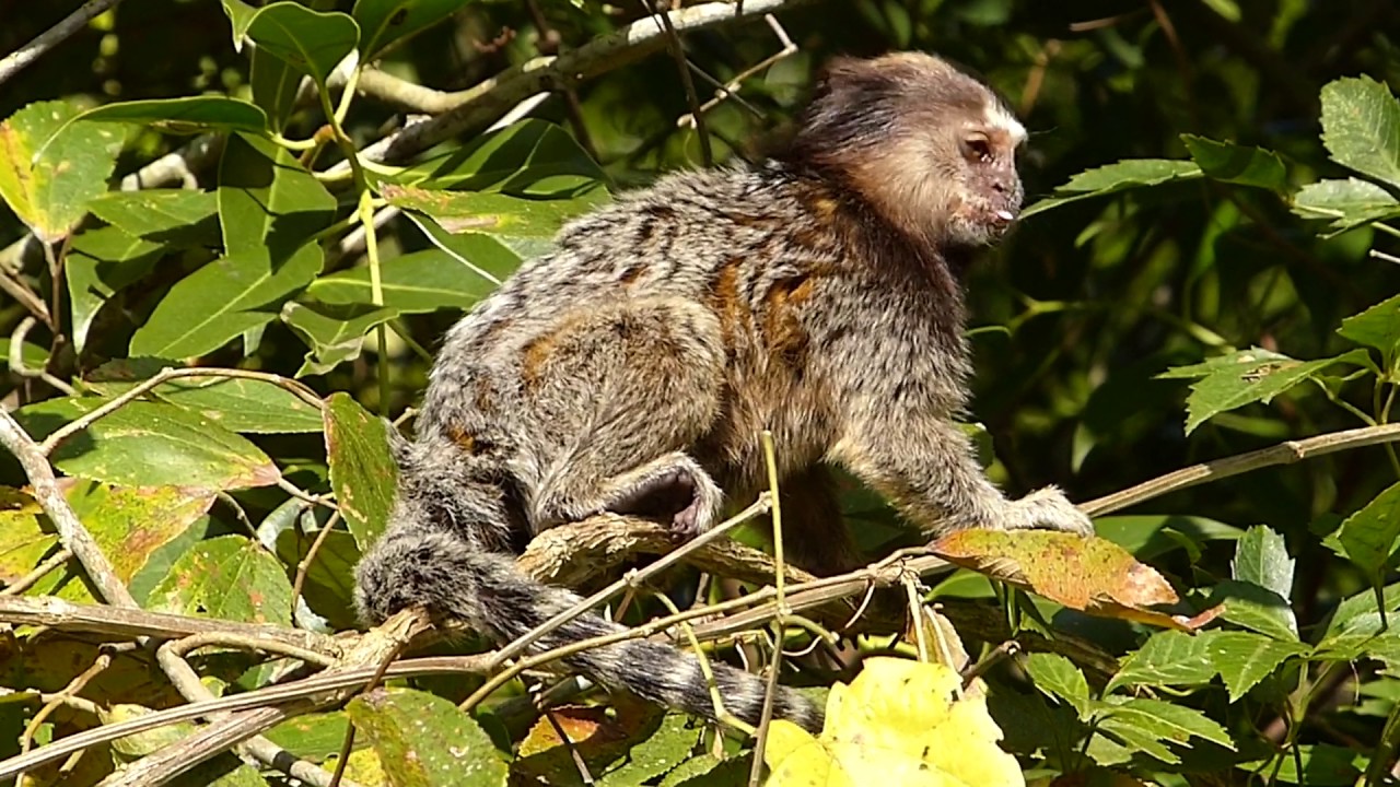 11 ideias de Sagui  primatas, macacos, animais da caatinga