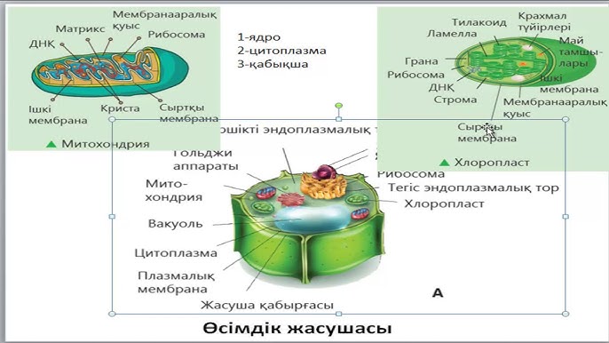 Урологиядағы жасырын камера