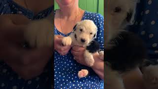 Margie at 4 Weeks  Old English Sheepdog Puppy