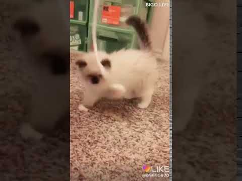 I love it so much#bigolivevideo