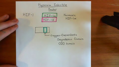 Hypoxia Inducible Factor (HIF) Part 1