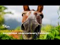 LENGUAJE EQUINO_SENSIBILIDAD, OBSERVACION Y CONEXION - TvAgro por Juan Gonzalo Angel