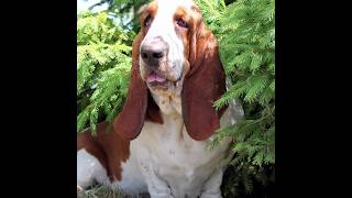 Basset Hound Care #youtubeshorts #youtube #ytshorts