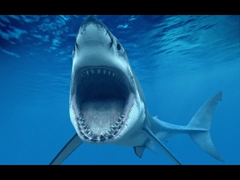 ТОП 10 - КА САМЫХ ОПАСНЫХ РЫБ В МИРЕ