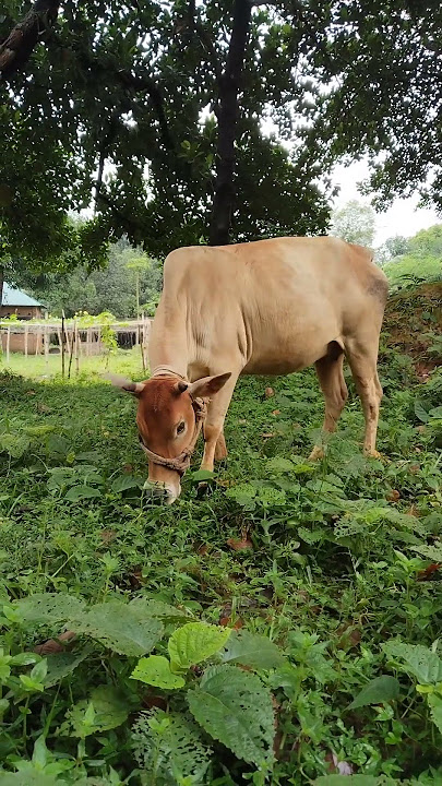 দেশি গরু মাঠে ঘাস খাই ।