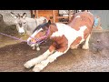 Cutest And funniest horse Videos Compilation cute moment of the horses - Horse world #2