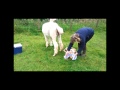 Alpaca Birth at Fallowfield