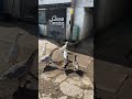 Goose morning from Dreamy and the duck Choir