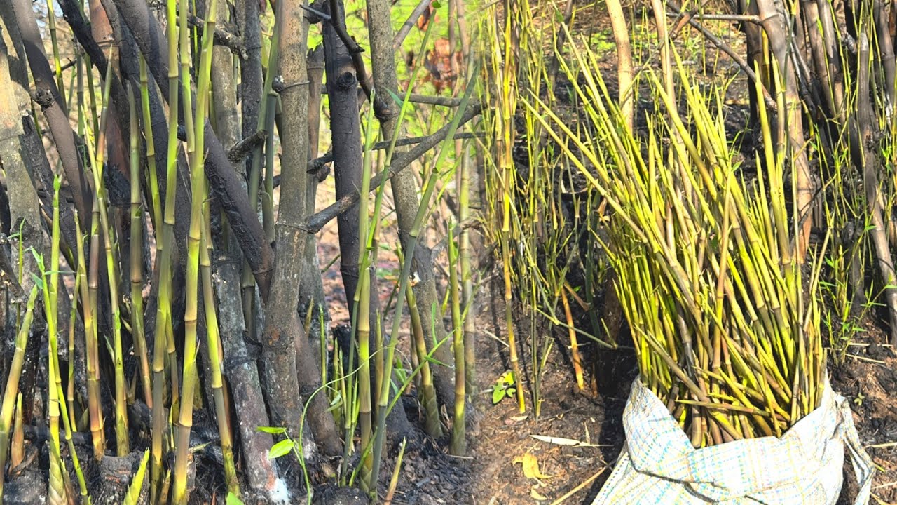 สุดจัดอีกแล้วจ้า เต็มกอ แหนงหน่อไม้ไฟ