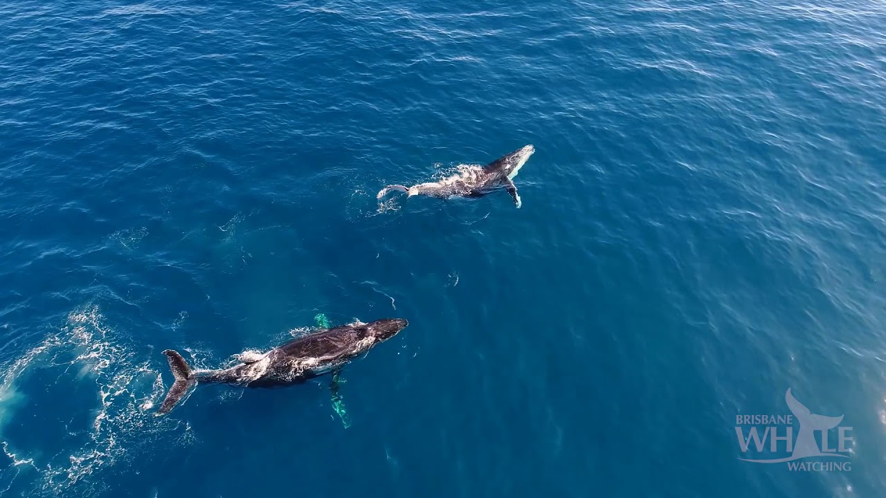 Brisbane Whale Watching Brisbane's Best Whale Watching Tour YouTube
