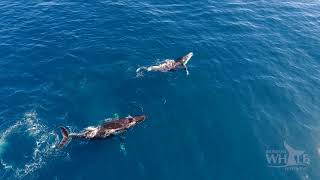 VIP Whale Watching Adventure