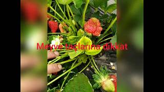 17.04.2020 Çilek Yetiştiriciliğinde Herbisit%75 Tribenuron - Methyl Zararı