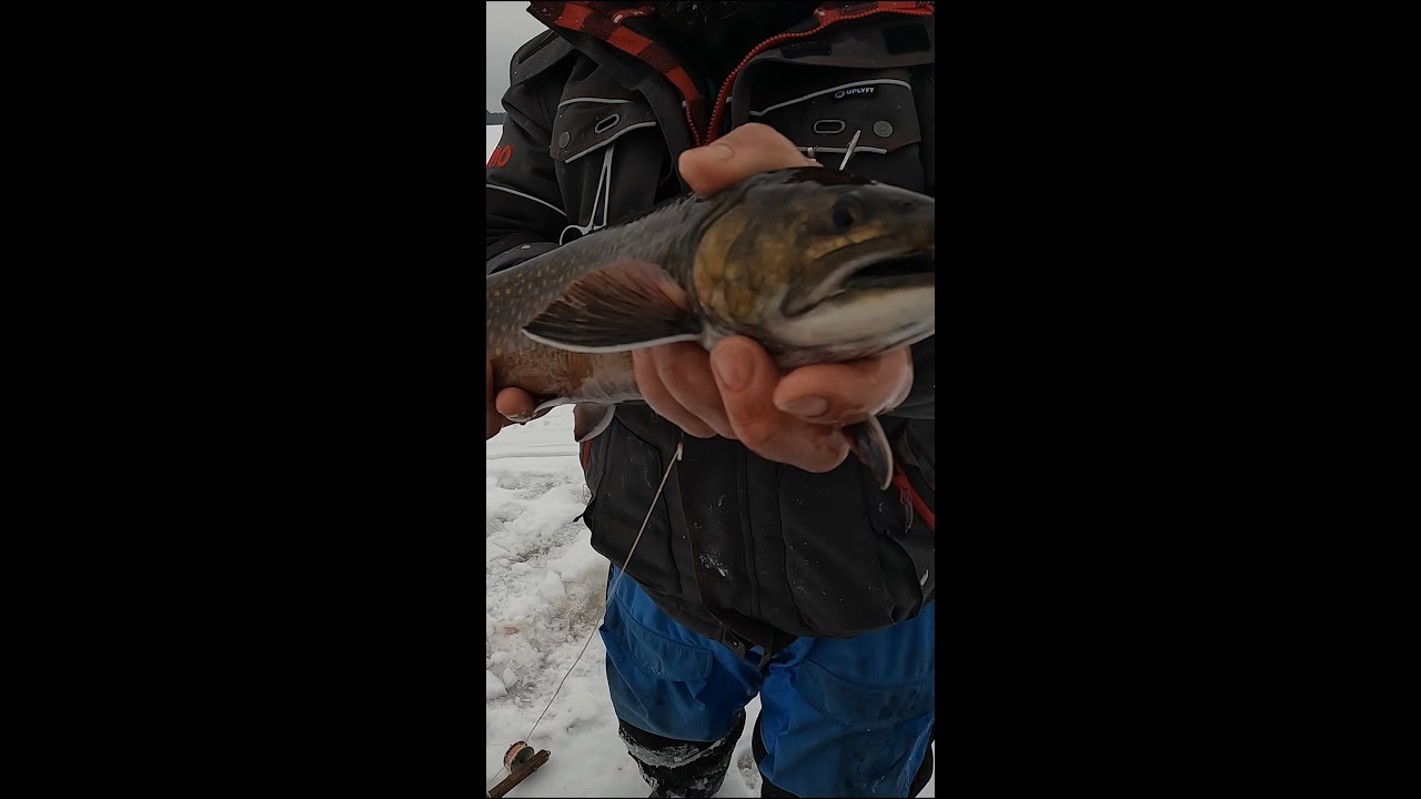 Stavin Brook Trout 