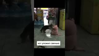 Кот Уложил Свинью