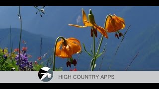 Washington Wildflowers app for iOS and Android screenshot 2