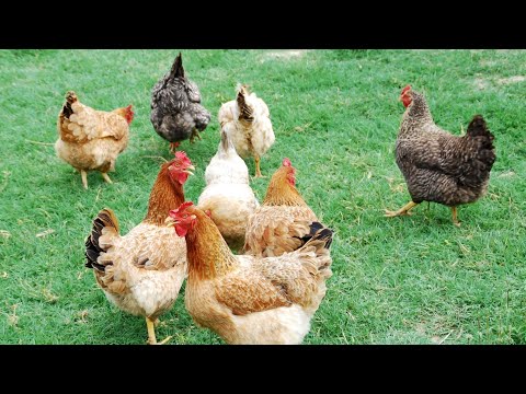 Вопрос: Сколько яиц в день дают 10 курочек?