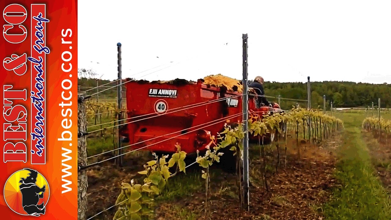 Rasturanje stajnjaka u vinogradu - ANNOVI vineyard manure spreader