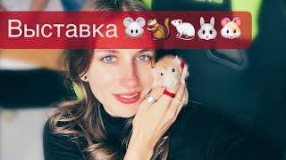 ЗооПалитра 2023 🐭| Выставка грызунов 🐀