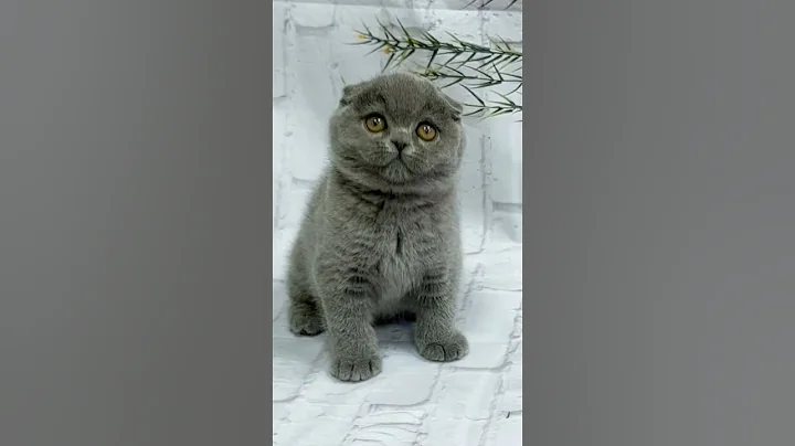 Video 10346411: scottish fold siamese, scottish fold bengal, bengal egyptian mau, siamese oriental, siamese himalayan, mainecoon siamese, bengal abyssinian, sphinx