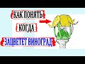 🍇 Вот для чего нужно 100% ОПРЕДЕЛИТЬ начало ЦВЕТЕНИЯ ВИНОГРАДА. Как это сделать? Что такое колпачки?