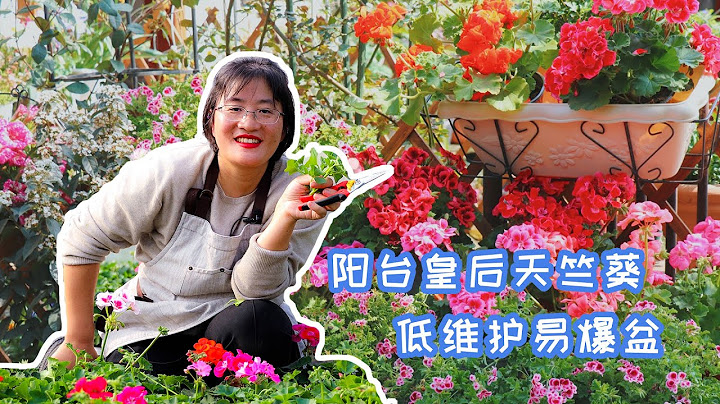 【海媽植物推薦】陽台皇后天竺葵，低維護易爆盆 - 天天要聞