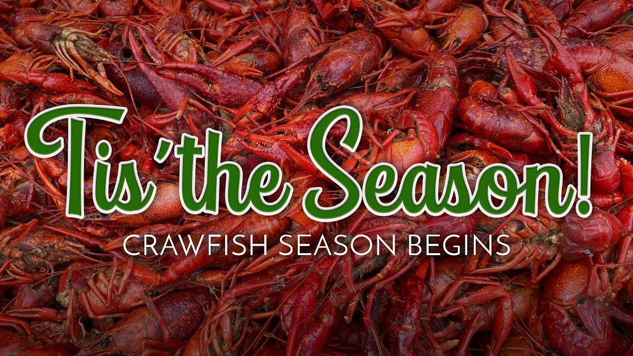 2025 Louisiana Crawfish Season Looking Promising - YouTube