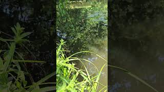 Summer Float Fishing UK #fishing #float #love #happybirthday to me