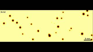 Banana Spots - Numerical Simulation
The spot patterns on bananas are a striking case of biological pattern formation and—as a qualitative ripeness indicator—linked to 50 million tons of wasted food per year. Ripening bananas develop these senescent spots as phenolic compounds are enzymatically oxidized and cellular integrity is lost. This computer simulation is part of a scientific study in which we studied the spot nucleation and growth. The spots nucleate over a two-day time window, expand rapidly and then stall. The model considers oxygen penetration of the peel, diffusion in the peel, and resulting rapid (~2 min) local browning. The simulation is based on measured nucleation rates and diffusion coefficients. For details see: Steinbock, Wang, Knoll, 2022 Phys Biol 19 046003 https://doi.org/10.1088/1478-3975/ac664d Banana Spots - Numerical Simulation