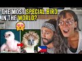 Philippine ENDANGERED EAGLE - RARE VIDEO. (We are AMAZED!)