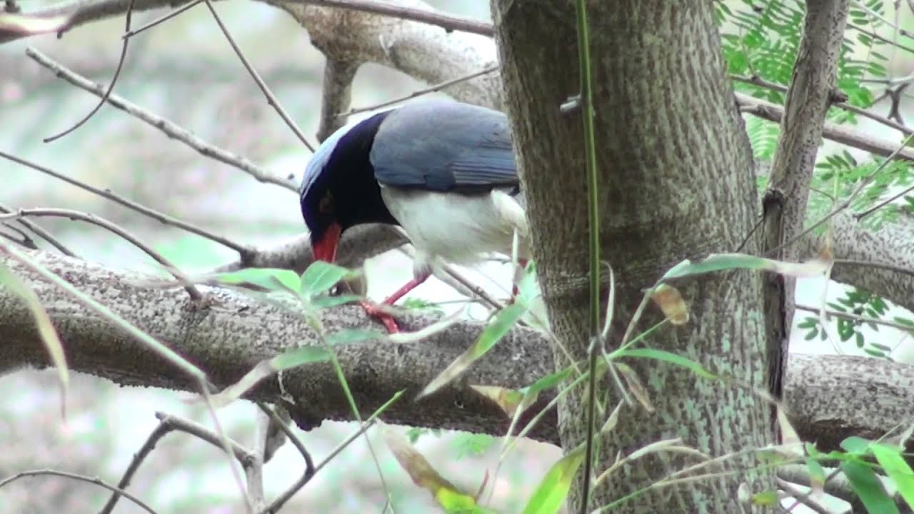 Blue Magpie 
