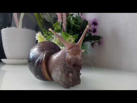 Моя волшебная вафельница для бельгийских вафель Kitfort КТ-1611-2.