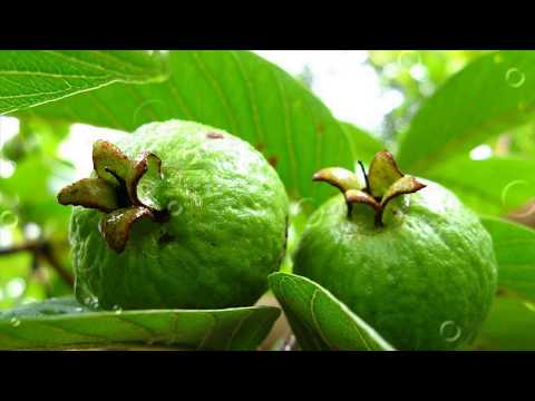Video: Guava Neden Sizin Için Iyidir?