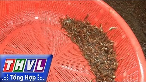 THVL | Người đưa tin 24G: Cảnh báo nguy cơ tận diệt khi xuất hiện tình trạng bán cá non ở Đồng Tháp