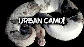 The Amazing 'Urban Camo' Ball Python! - YouTube