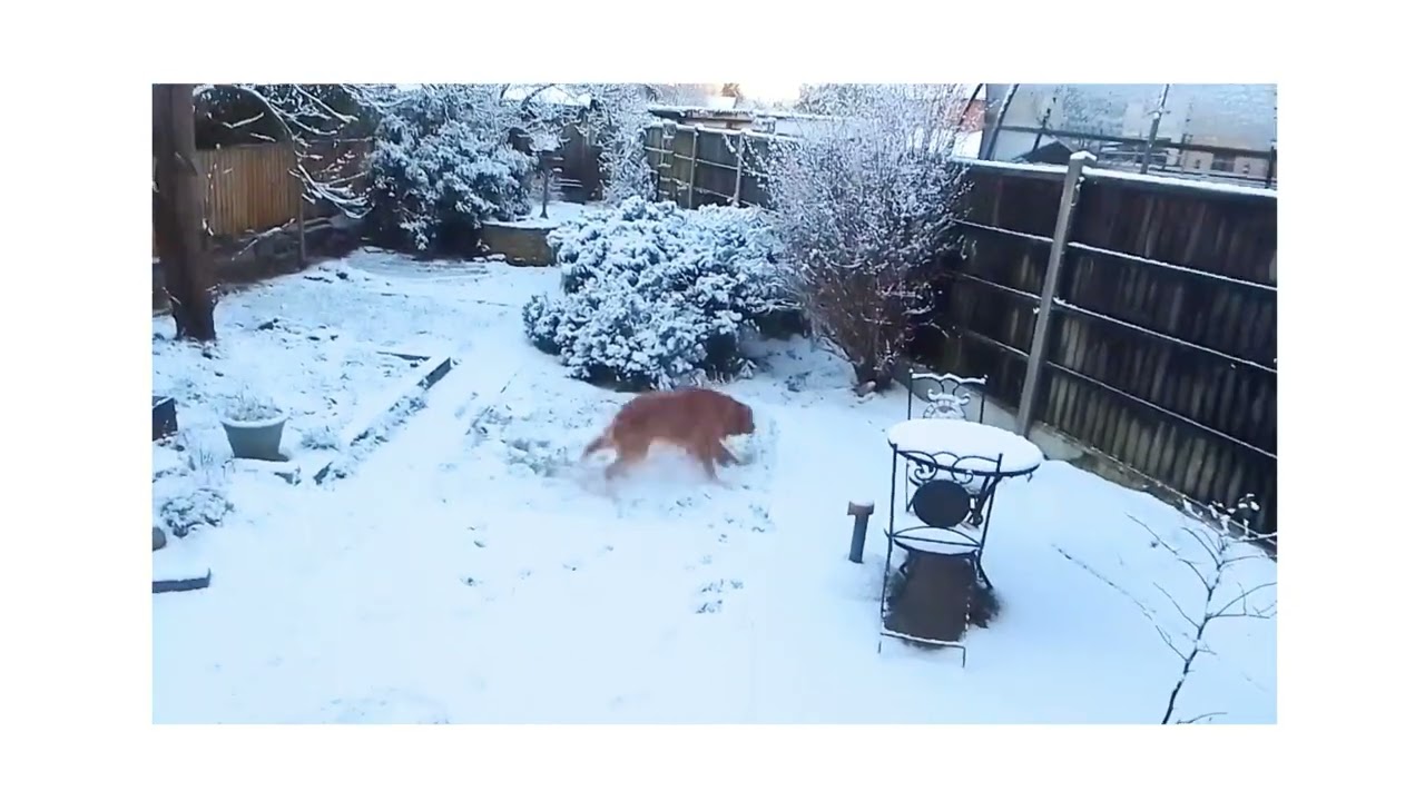 Yipppeee! Zoomies in the snow