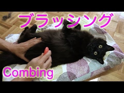 しおちゃんの、モフモフブラッシング Theo the cat being brushed