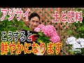【アジサイ】花色をコントロールする方法を実践で解説します!【園芸】【ガーデニング】