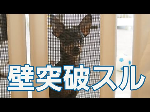 進撃の犬?監視員?バリケードの歴史【ミニチュアピンシャー】