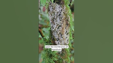 Mycelium is sentient.