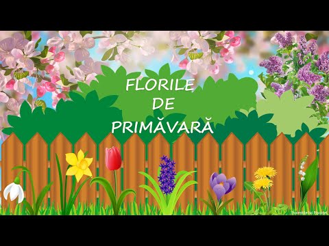 Video: Flori de primăvară timpurie: plantați flori de primăvară înflorite timpurii în grădină