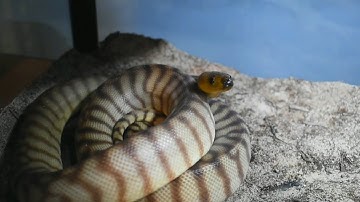 Enclosure Upgrades and a New Reptile Room Layout!