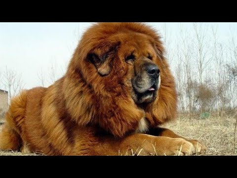 Video: Ce Este Un „câine Chinezesc”