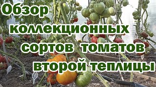 видео: Обзор коллекционных сортов томатов второй теплицы картинка: Обзор коллекционных сортов томатов второй теплицы