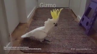Gizmo Cockatoo  Dancing to Up and Down by Vengaboys