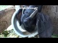 How to give drinking water to goat