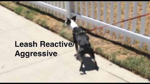 Leash Aggression Dog Training Part 1