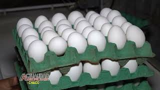 Avicultura - Huevos - Ing. Agr. Luigi Lupi - El Caburé - Provincia Del Chaco