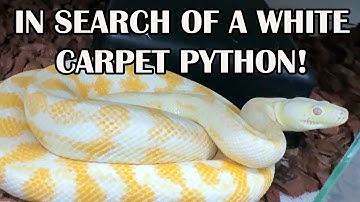 MAKING A MOONGLOW CARPET PYTHON!