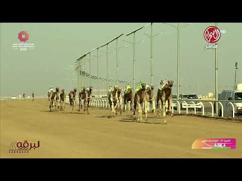 ش12 الفايز ل الشيخ سلطان بن جاسم آل ثاني مهرجان ولي عهد السعودية 06 09 2025 لقايا قعدان 6 15 48