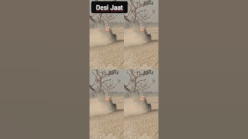 Jat history in // jat ka kaam 😍 Desi Jaat #short #jaat #jat